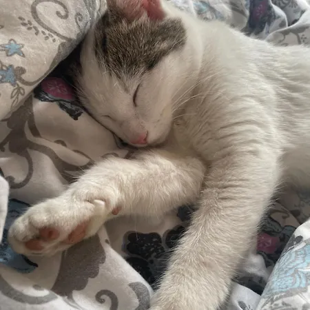 Alojamento de Acomodação e Pequeno-almoço Salmenaho